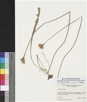 藏品(菊科)的圖片